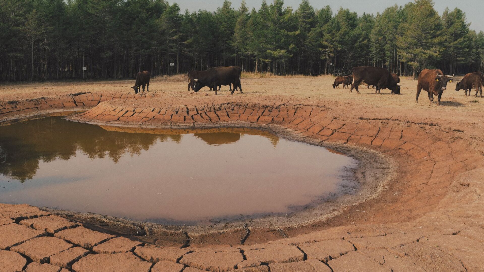 Livestock near a shrunken stock pond ringed by cracked, dry clay